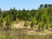 1 acre commercial land