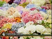 established flower shop online