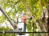 turnkey tree service franchise