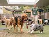 south co pet daycare