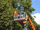 tree removal landscape firm