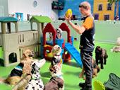 doggie day care for