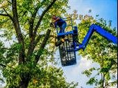 tree service snow removal