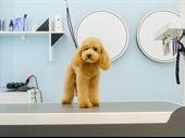 established pet grooming boarding