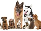 dog cat supplement business