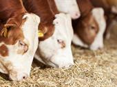 thriving feed farm ranch