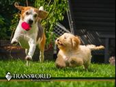 pet fencing dealership established