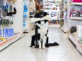 full-service pet store the