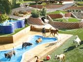 premier texas pet resort