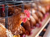 30-year-old chicken processing manufacturing