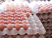 poultry egg production business
