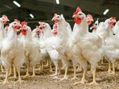 profitable poultry business for