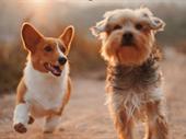 tech-enabled pet services training
