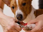 high-demand mobile dog grooming