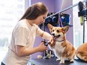 established pet-care business dog