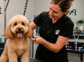 rapidly growing dog grooming