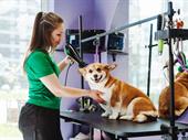 thriving pet grooming business