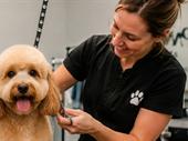 turnkey dog daycare boarding