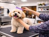 dog grooming salon turn
