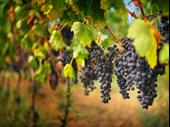 award-winning napa valley winery