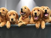 established boutique pet grooming