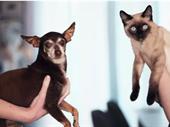dog cat boarding doggie