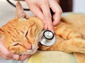 feline-only veterinary practice virginia