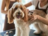 pet grooming services company