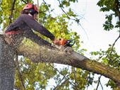 established tree service business