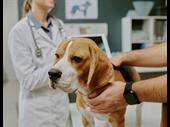 tucson veterinary clinic with