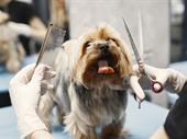 long established grooming business