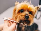 pet grooming salon recurring
