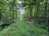 scenic 6 21-acre wooded
