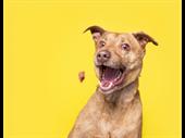specialty pet food manufacturing
