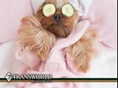 pet grooming salon cuyahoga