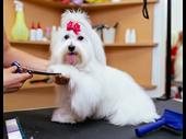 well-established dog grooming cage-free