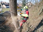 established tree service landscaping