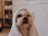 recently opened pet grooming