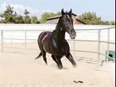 rv equestrian property with