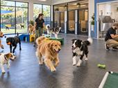 established pet daycare boarding