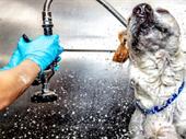 established pet grooming salon