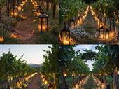 all-inclusive winery restaurant wedding