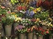 well-established flower shop greater