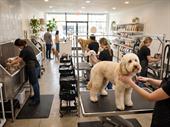 pet-grooming boutique recurring-clients semi-absentee