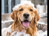pet grooming spa owner