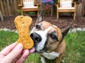 established amazon fba dog