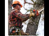 established tree care business