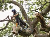 turnkey tree removal landscaping