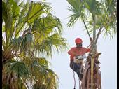established tucson tree service