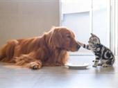 established home-based pet care